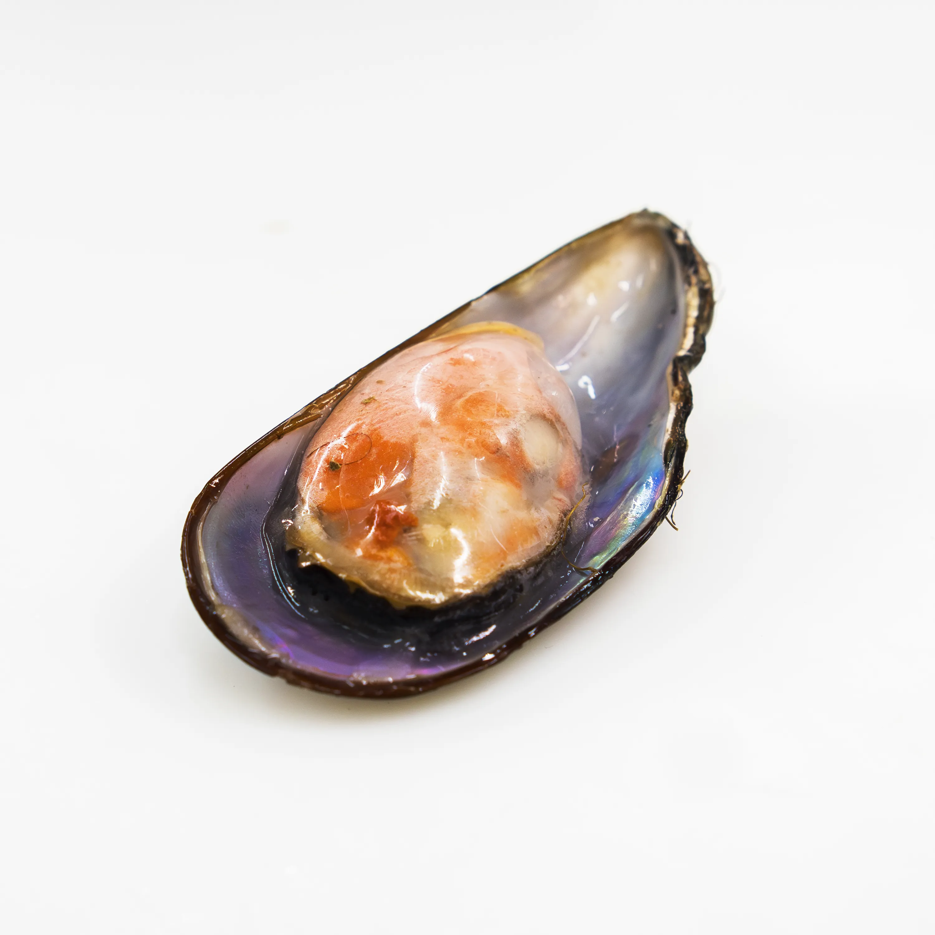 Mussel meia concha